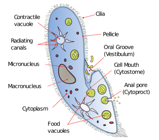 Paramecium_diagram.svg.png